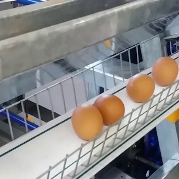 Cintas técnicas